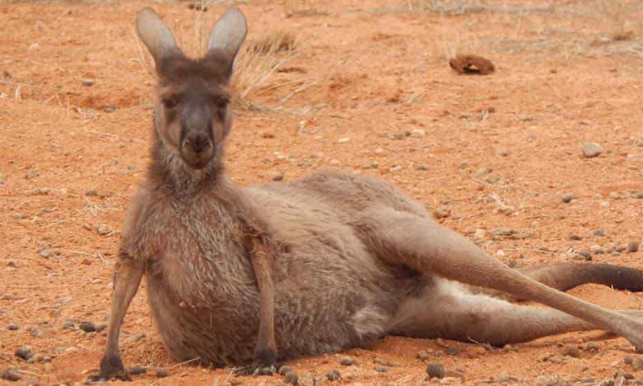 Detail Images Of Kangaroos Nomer 21