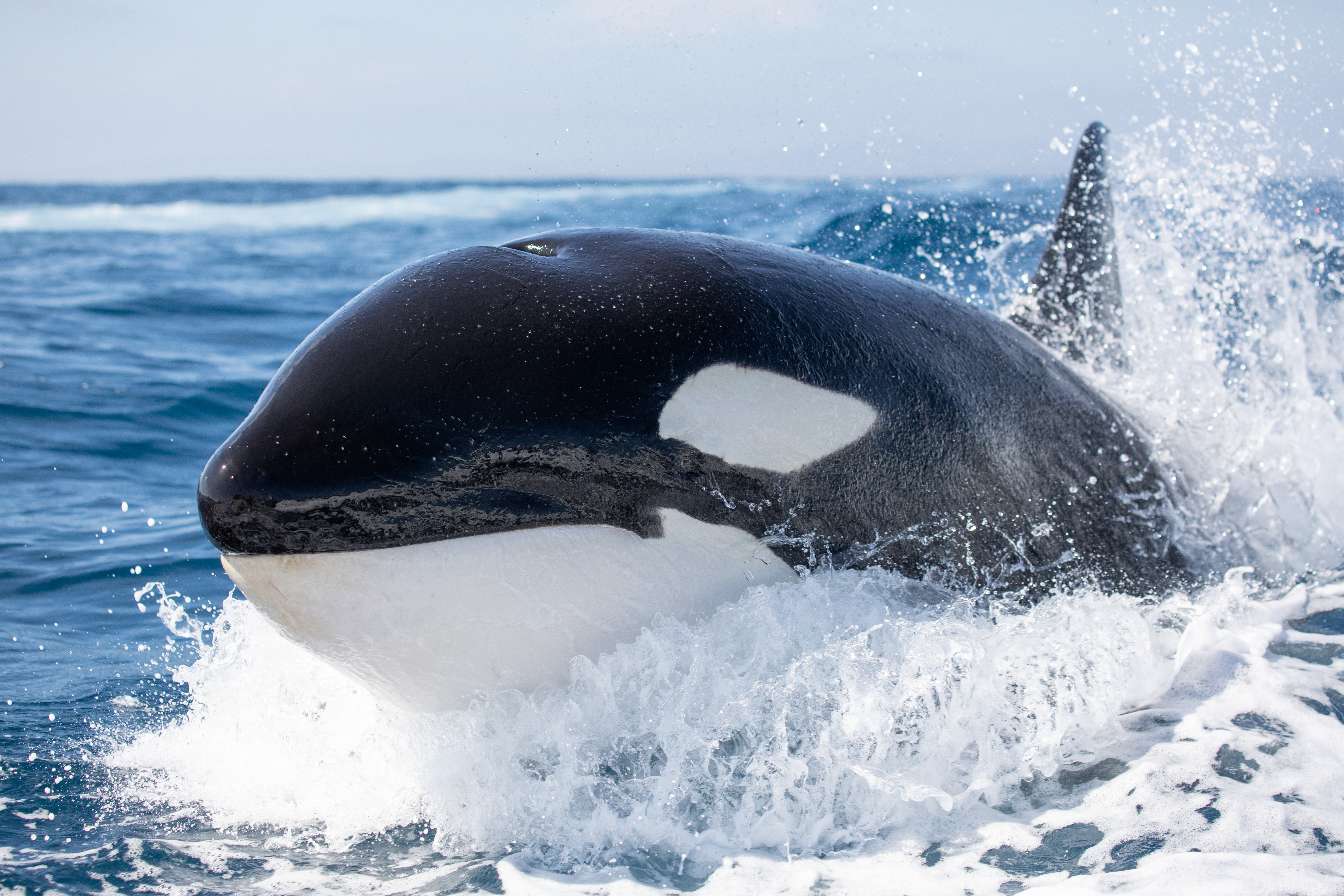 Detail Images Of Killer Whales Nomer 16