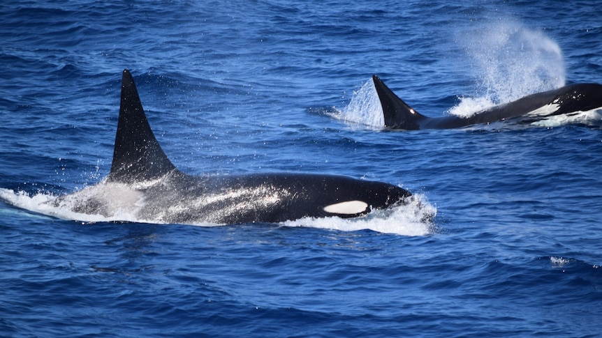 Detail Images Of Killer Whales Nomer 26