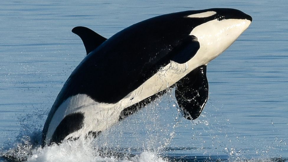 Detail Images Of Killer Whales Nomer 50