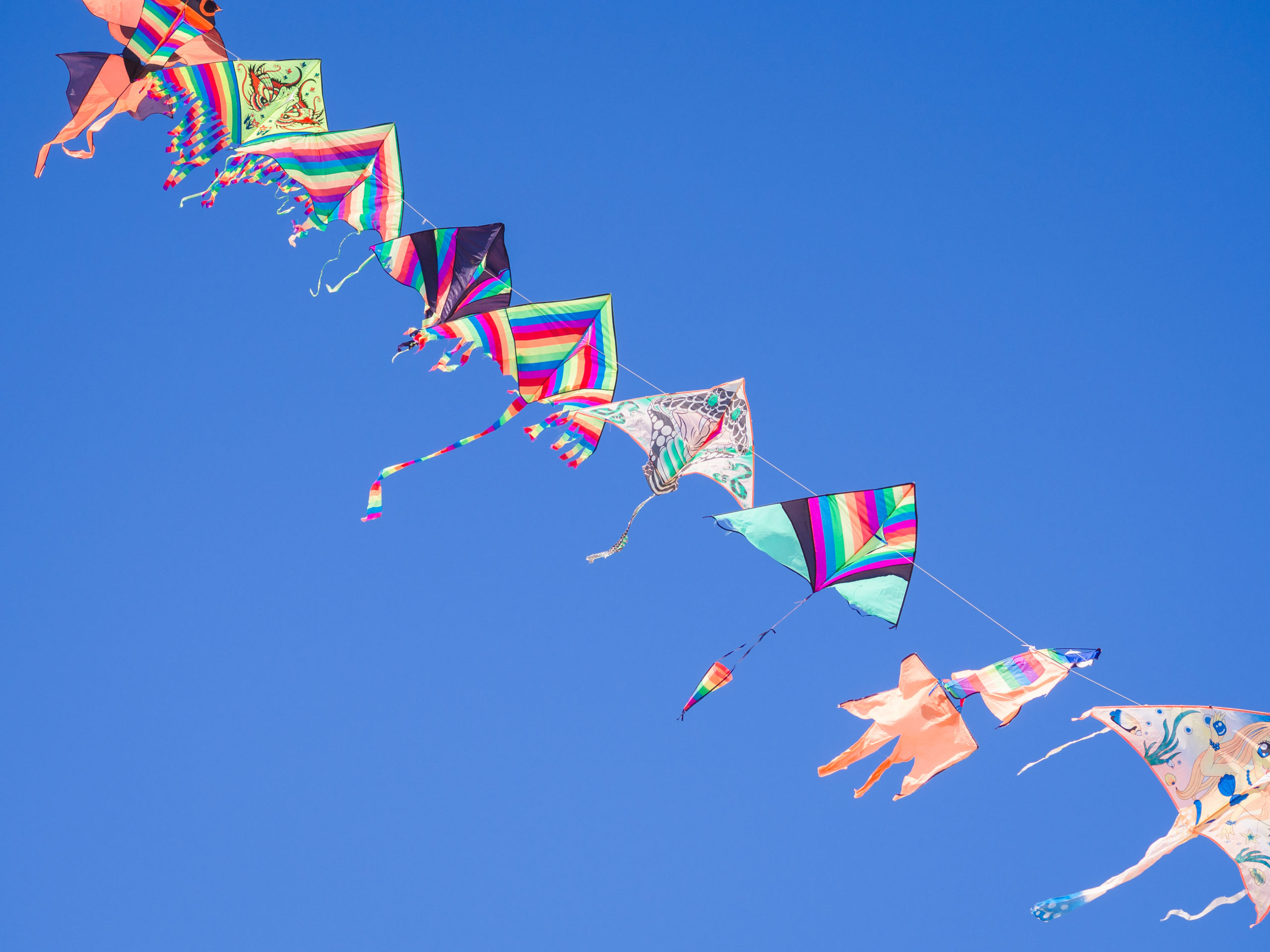 Detail Images Of Kites Nomer 39