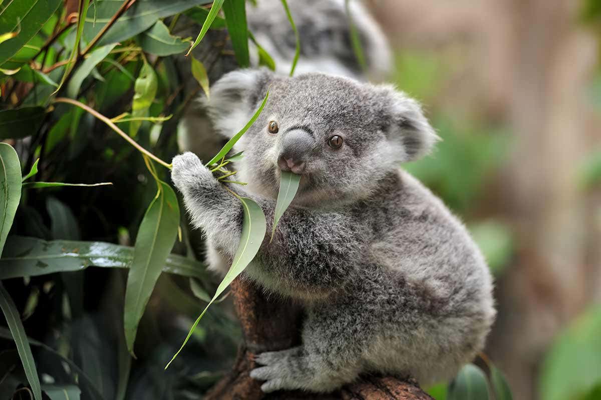 Detail Images Of Koala Nomer 20