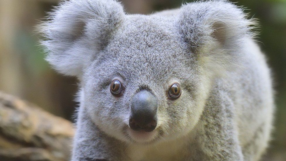 Detail Images Of Koala Nomer 4