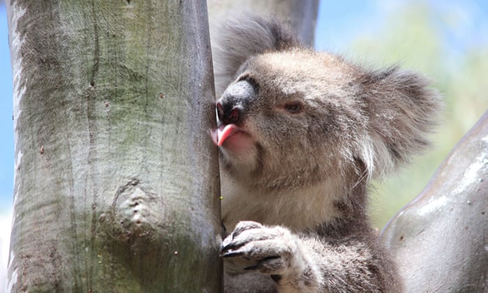 Detail Images Of Koalas Nomer 19