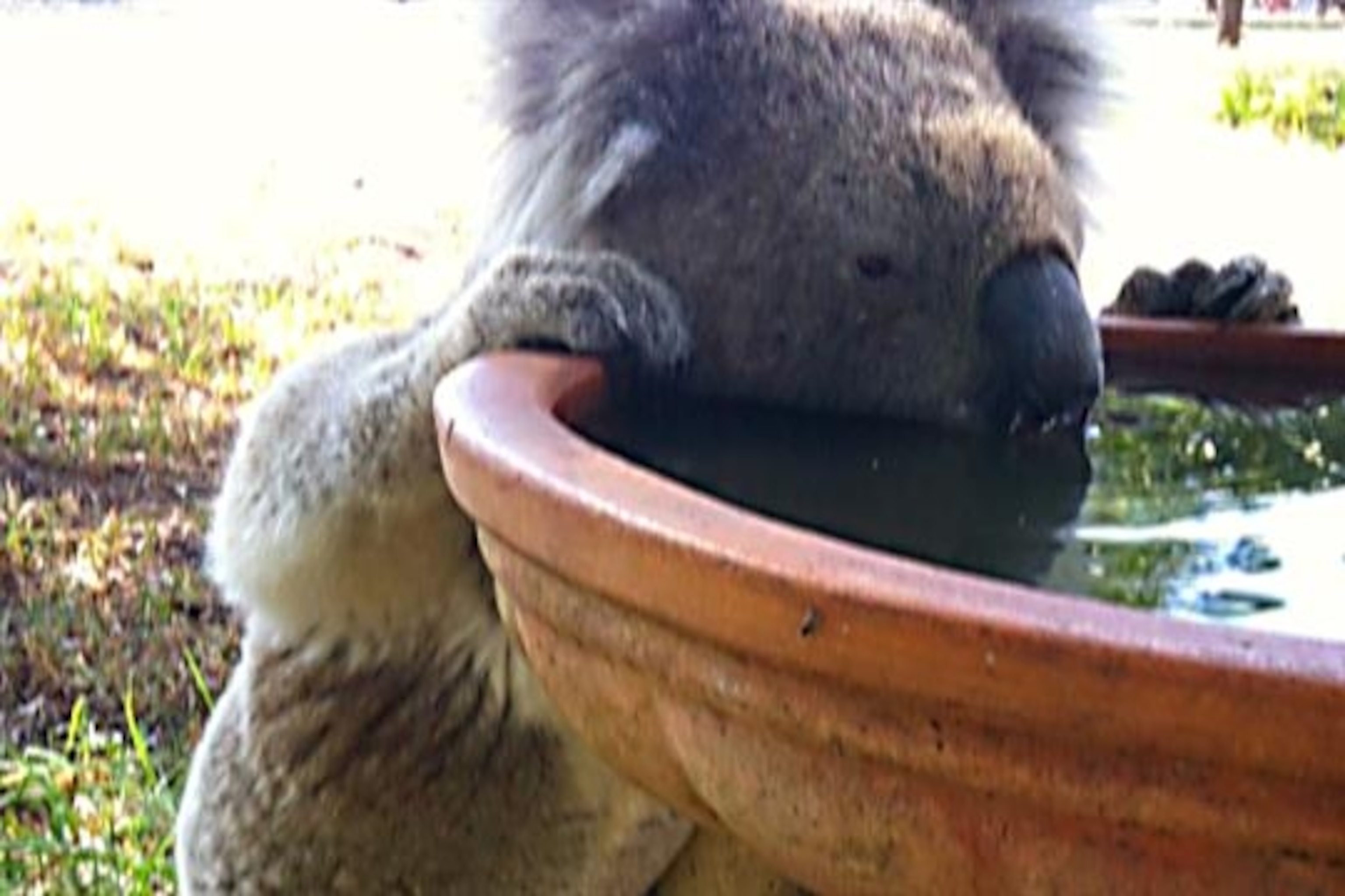 Detail Images Of Koalas Nomer 42