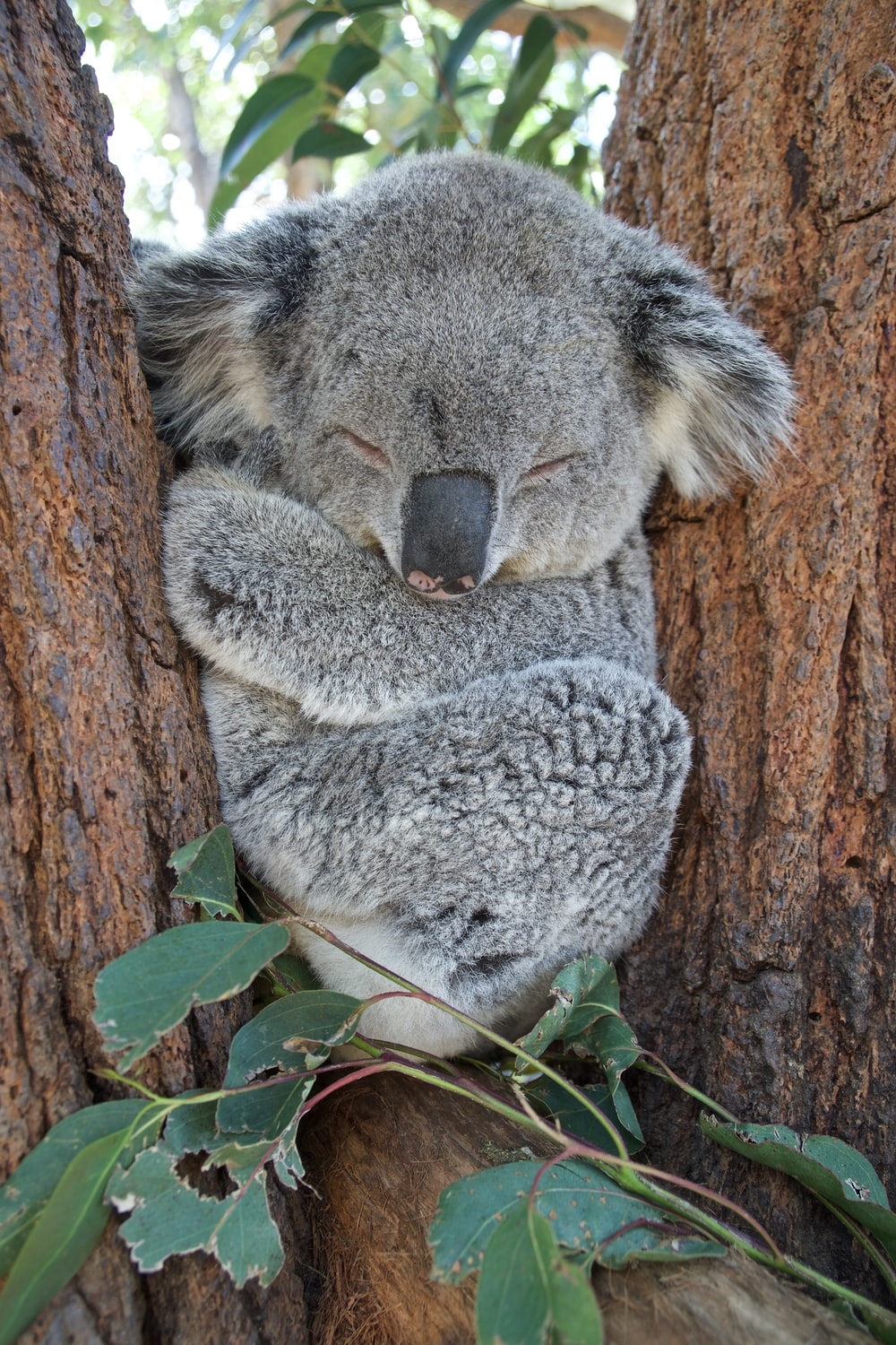 Detail Images Of Koalas Nomer 8