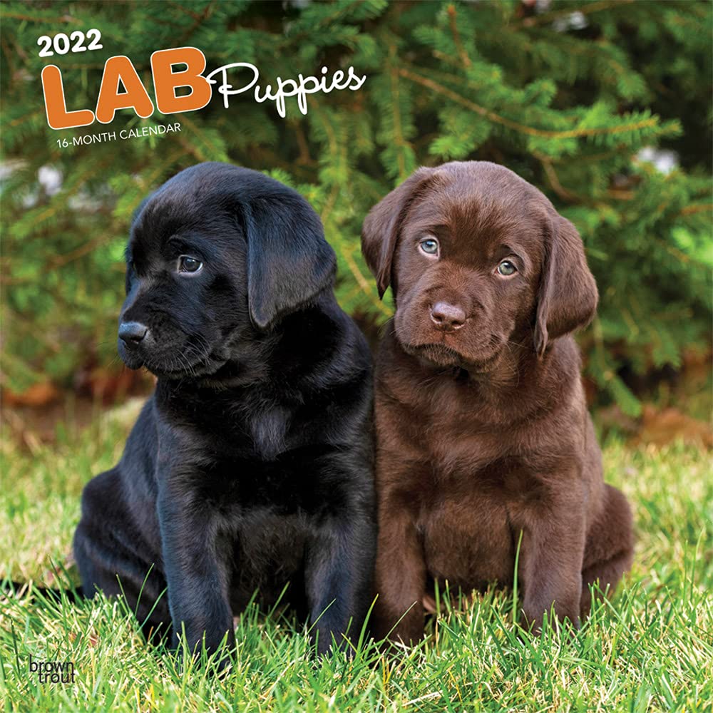 Detail Images Of Lab Puppies Nomer 3