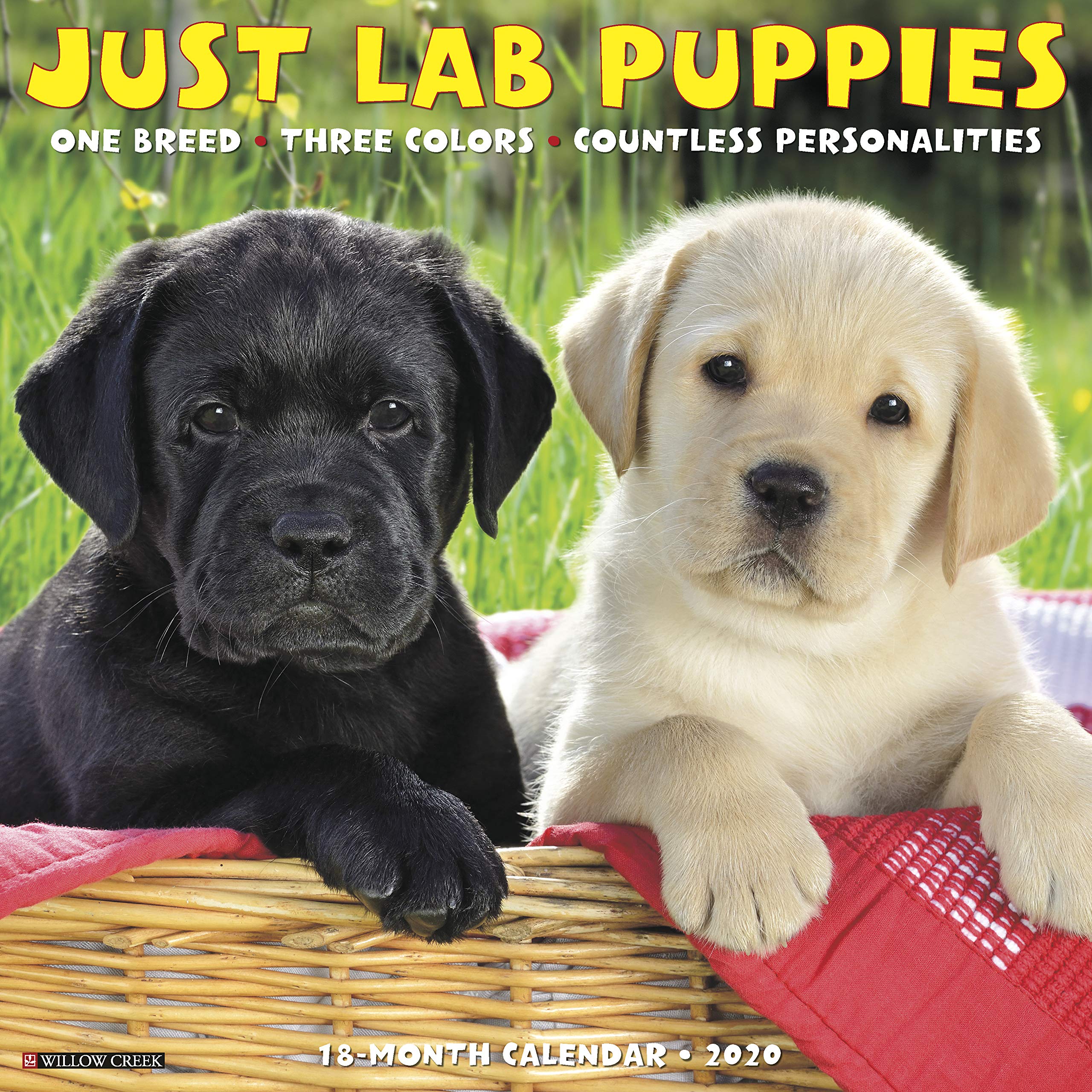 Detail Images Of Lab Puppies Nomer 21