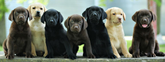 Detail Images Of Lab Puppies Nomer 23