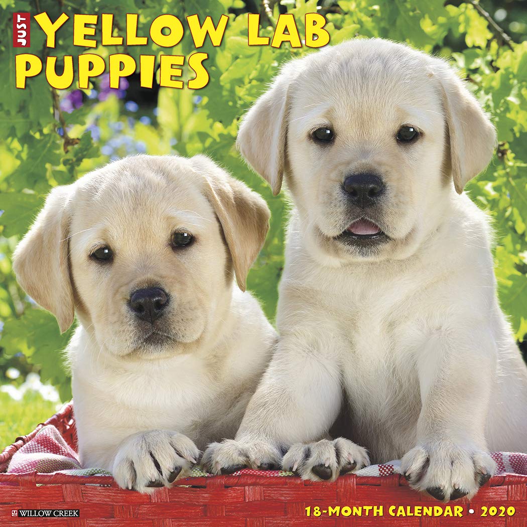 Detail Images Of Lab Puppies Nomer 25