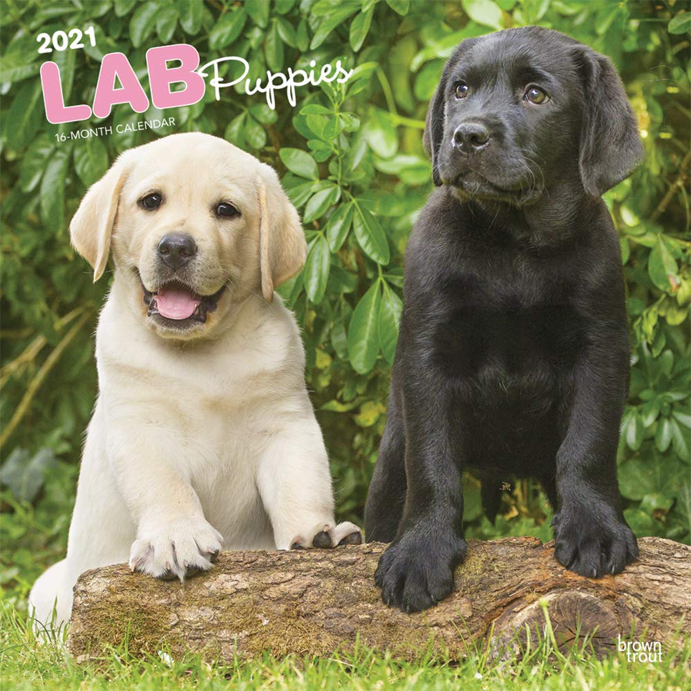 Detail Images Of Lab Puppies Nomer 27