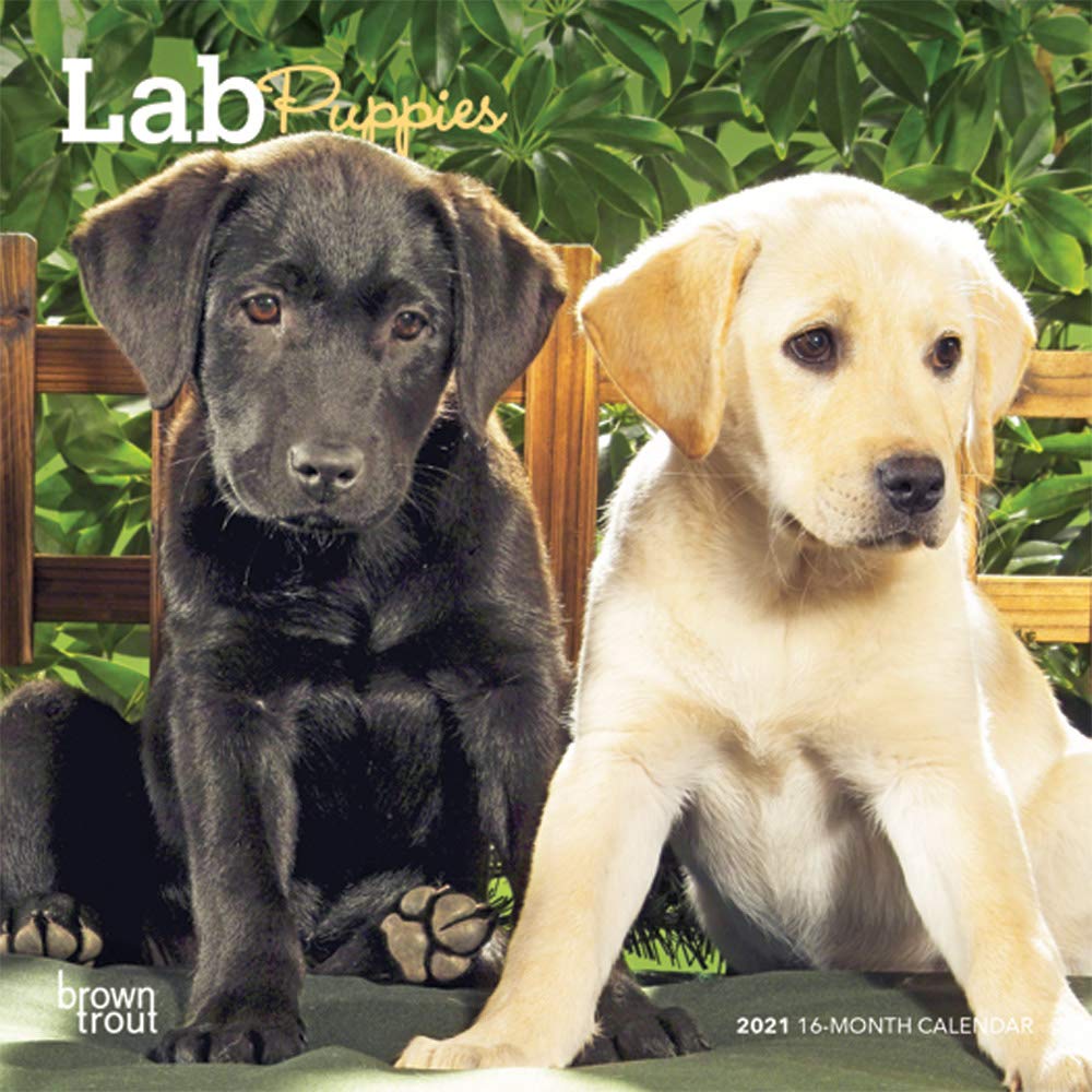 Detail Images Of Lab Puppies Nomer 42