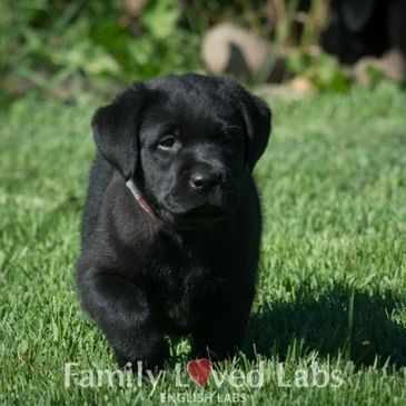 Detail Images Of Lab Puppies Nomer 48