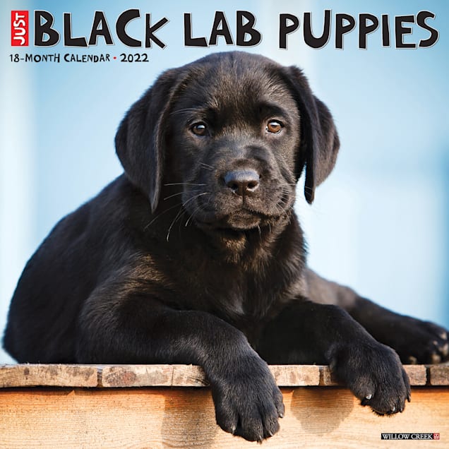 Detail Images Of Lab Puppies Nomer 8