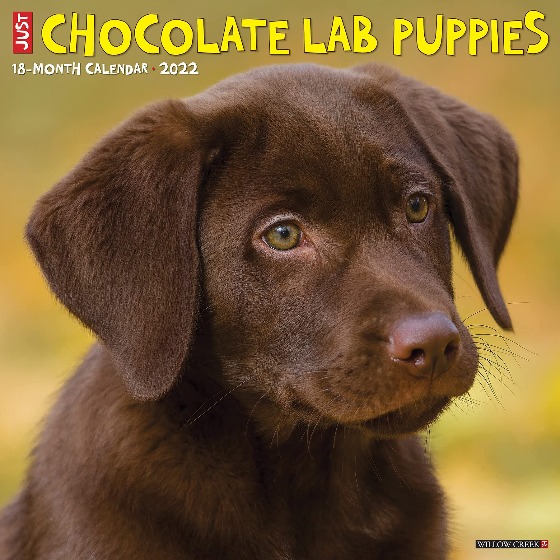 Detail Images Of Lab Puppies Nomer 10