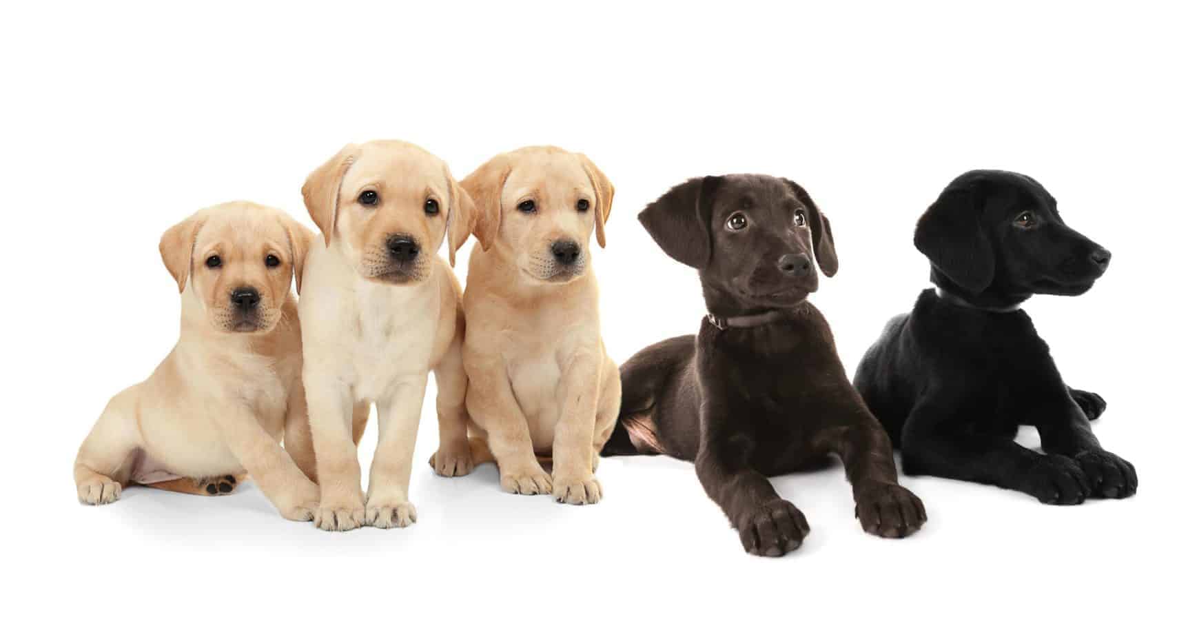 Detail Images Of Labrador Puppies Nomer 13