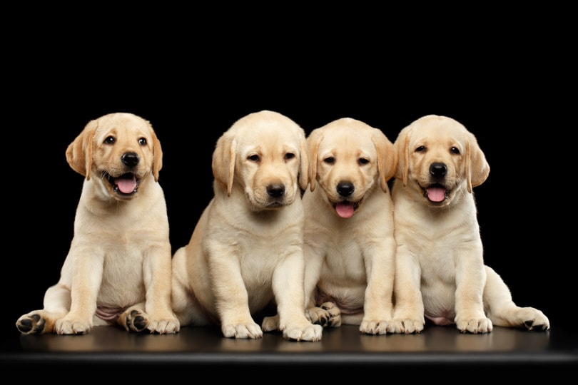 Detail Images Of Labrador Puppies Nomer 39