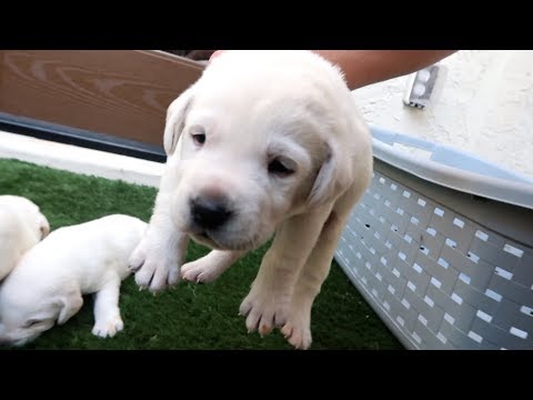 Detail Images Of Labrador Puppies Nomer 53