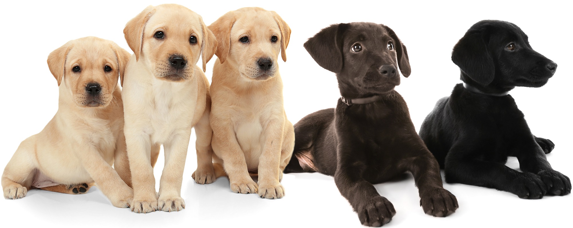 Detail Images Of Labrador Retriever Nomer 16