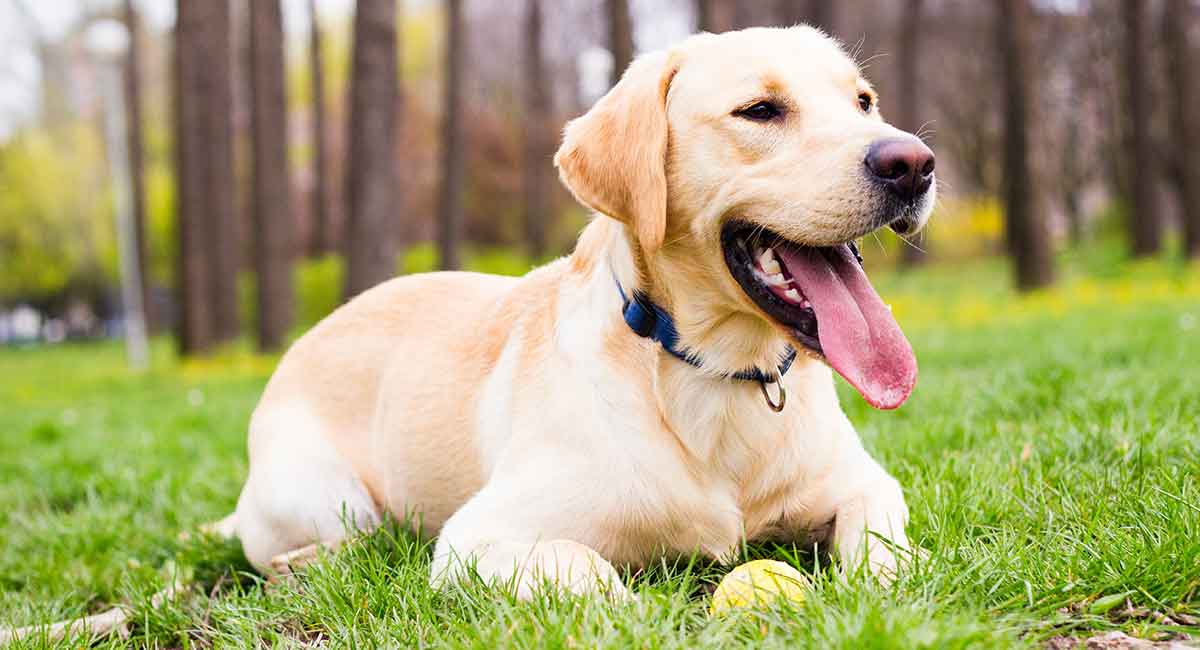 Detail Images Of Labrador Retriever Nomer 37