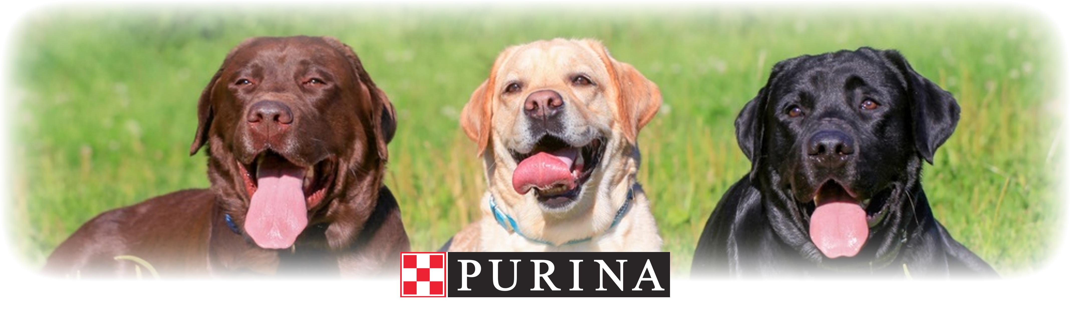 Detail Images Of Labrador Retriever Nomer 40