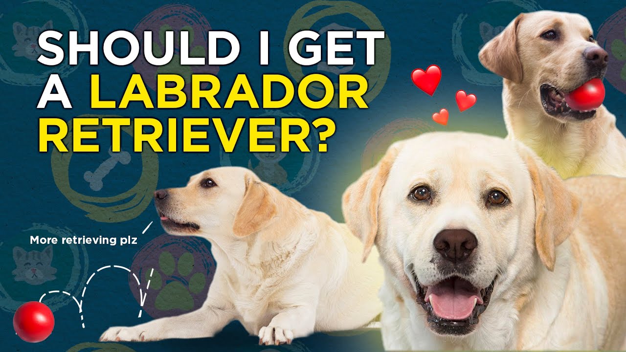 Detail Images Of Labrador Retriever Nomer 42