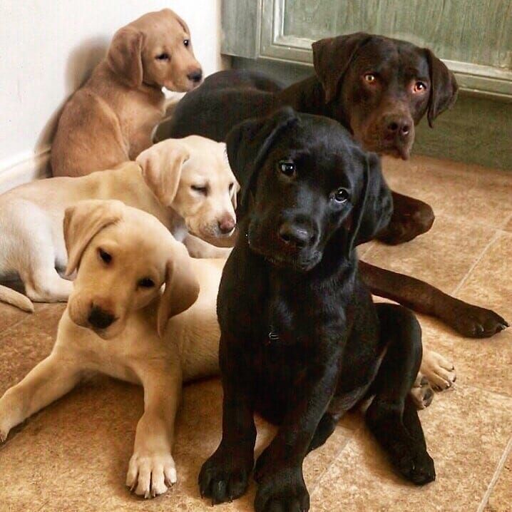 Detail Images Of Labrador Retriever Nomer 44