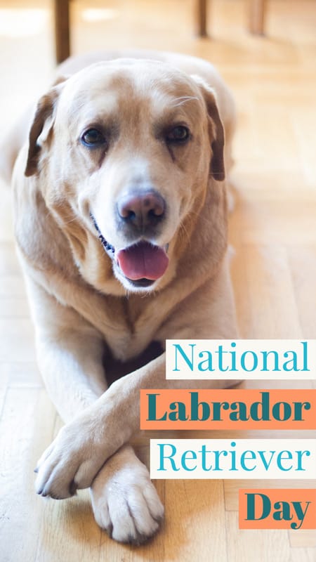 Detail Images Of Labrador Retriever Nomer 45