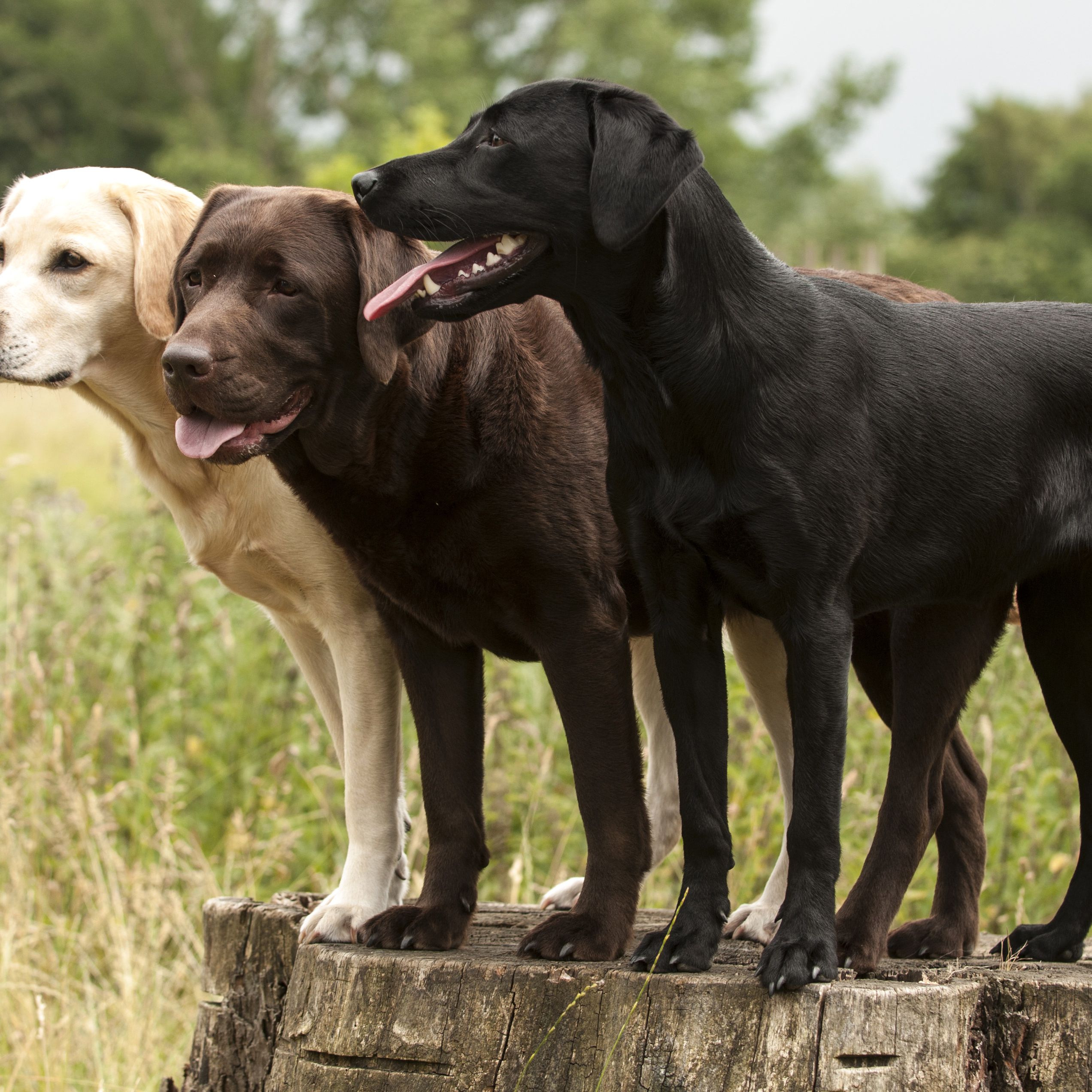 Detail Images Of Labrador Retriever Nomer 47