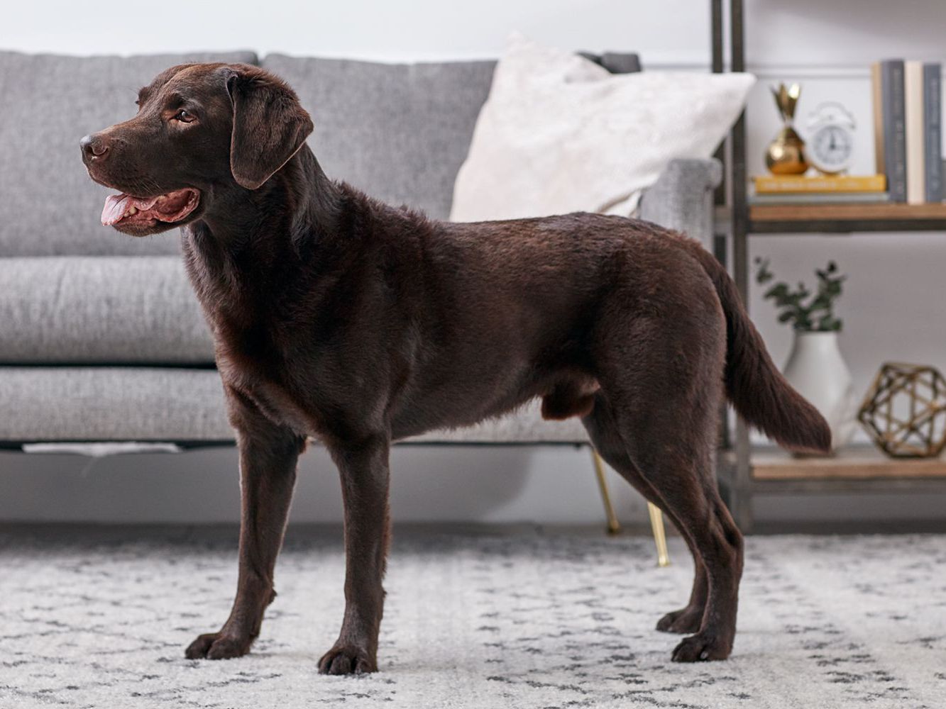 Detail Images Of Labrador Retriever Nomer 6