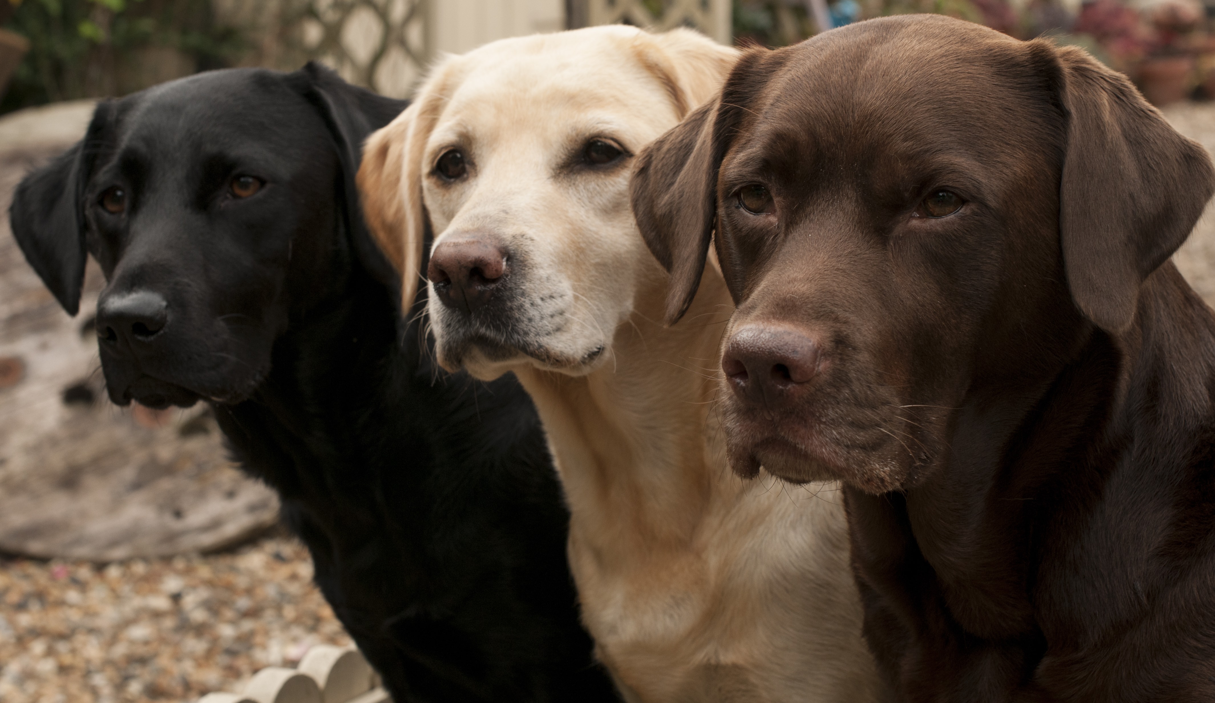 Detail Images Of Labrador Retriever Nomer 54