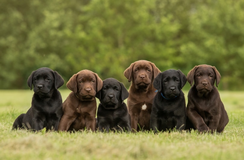 Detail Images Of Labrador Retriever Puppies Nomer 11