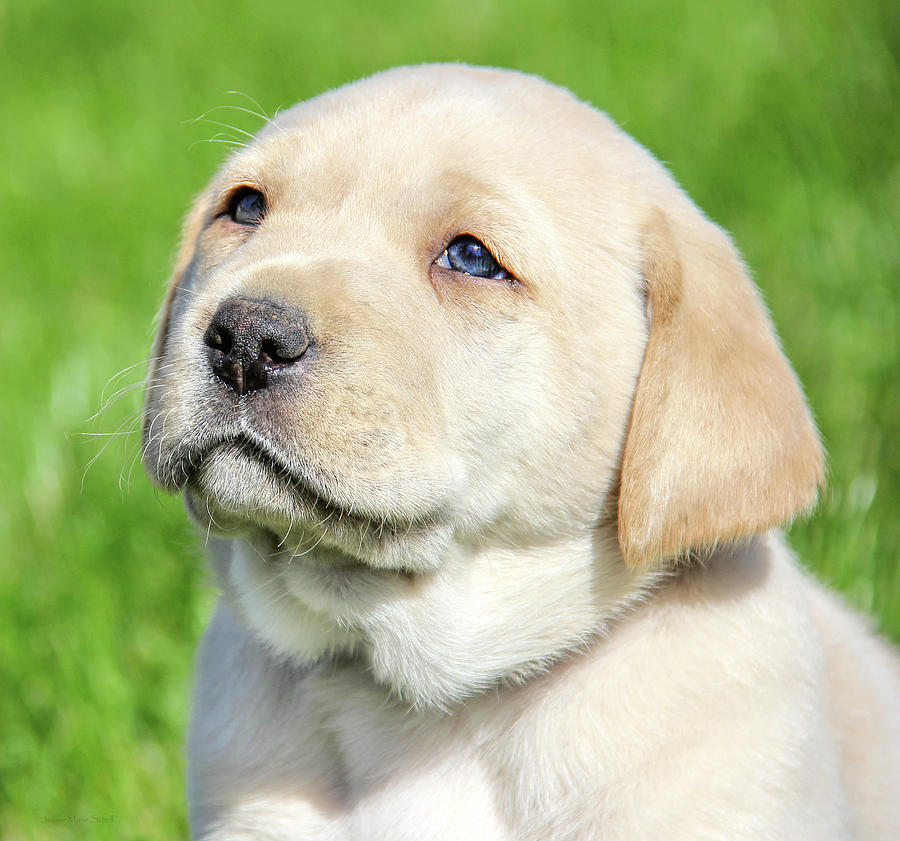 Detail Images Of Labrador Retriever Puppies Nomer 21