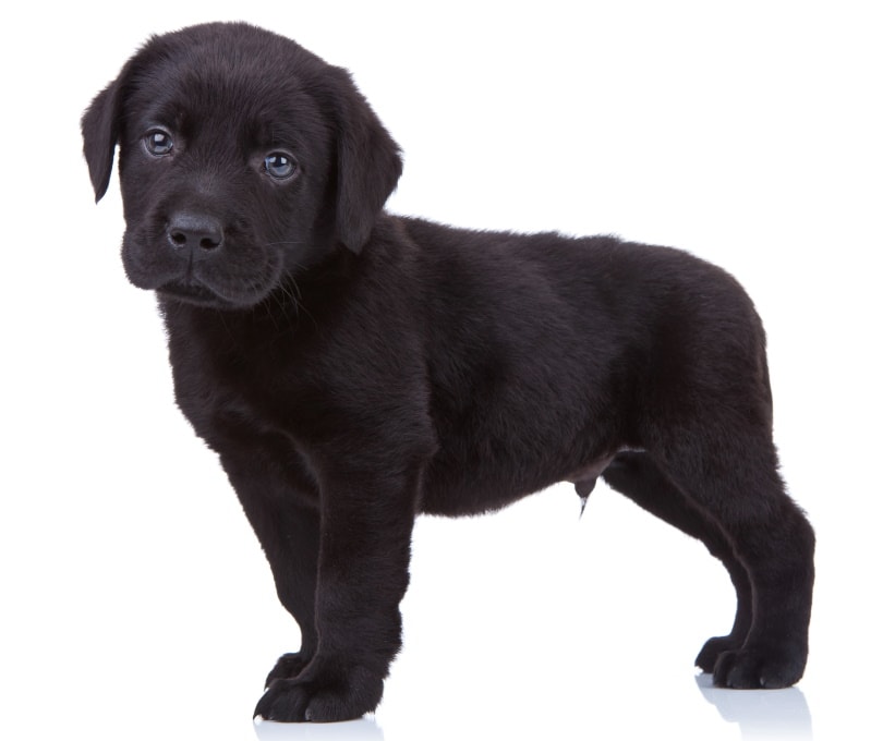 Detail Images Of Labrador Retriever Puppies Nomer 25