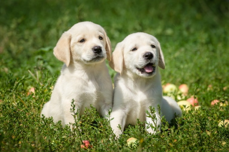 Detail Images Of Labrador Retriever Puppies Nomer 32