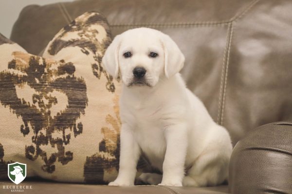 Detail Images Of Labrador Retriever Puppies Nomer 41