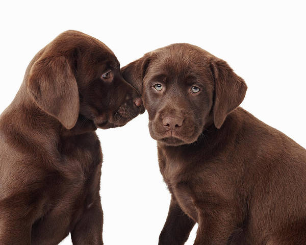 Detail Images Of Labrador Retriever Puppies Nomer 43