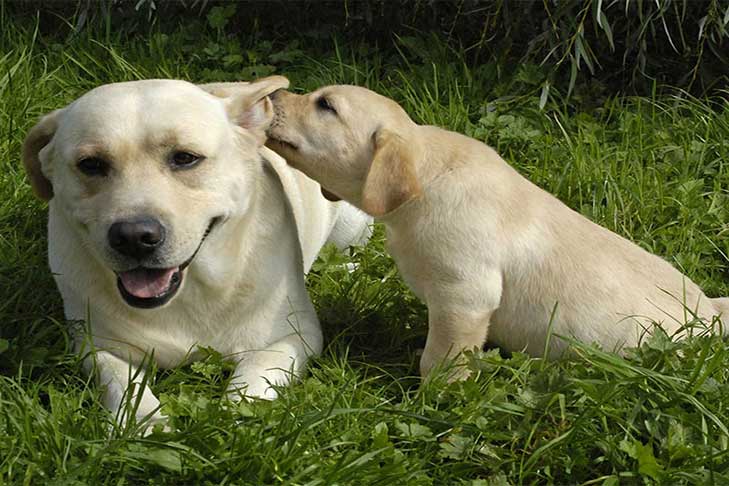 Detail Images Of Labrador Retriever Puppies Nomer 44