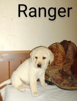 Detail Images Of Labrador Retriever Puppies Nomer 50