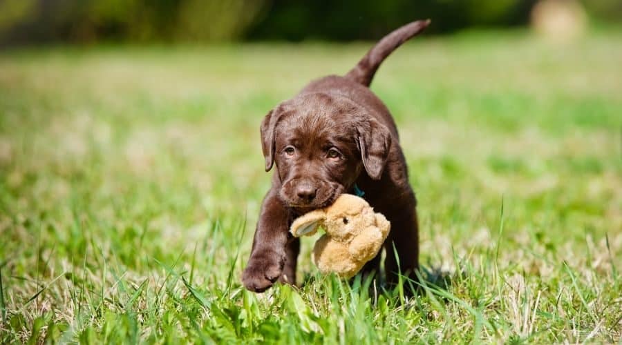 Detail Images Of Labrador Retriever Puppies Nomer 52