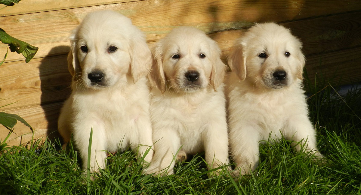 Detail Images Of Labrador Retriever Puppies Nomer 58