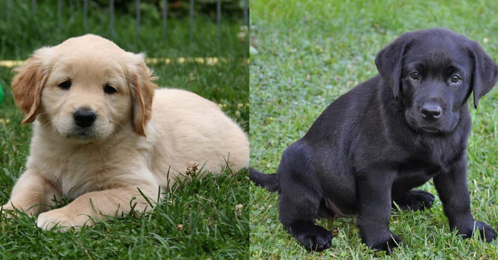 Detail Images Of Labrador Retrievers Nomer 45