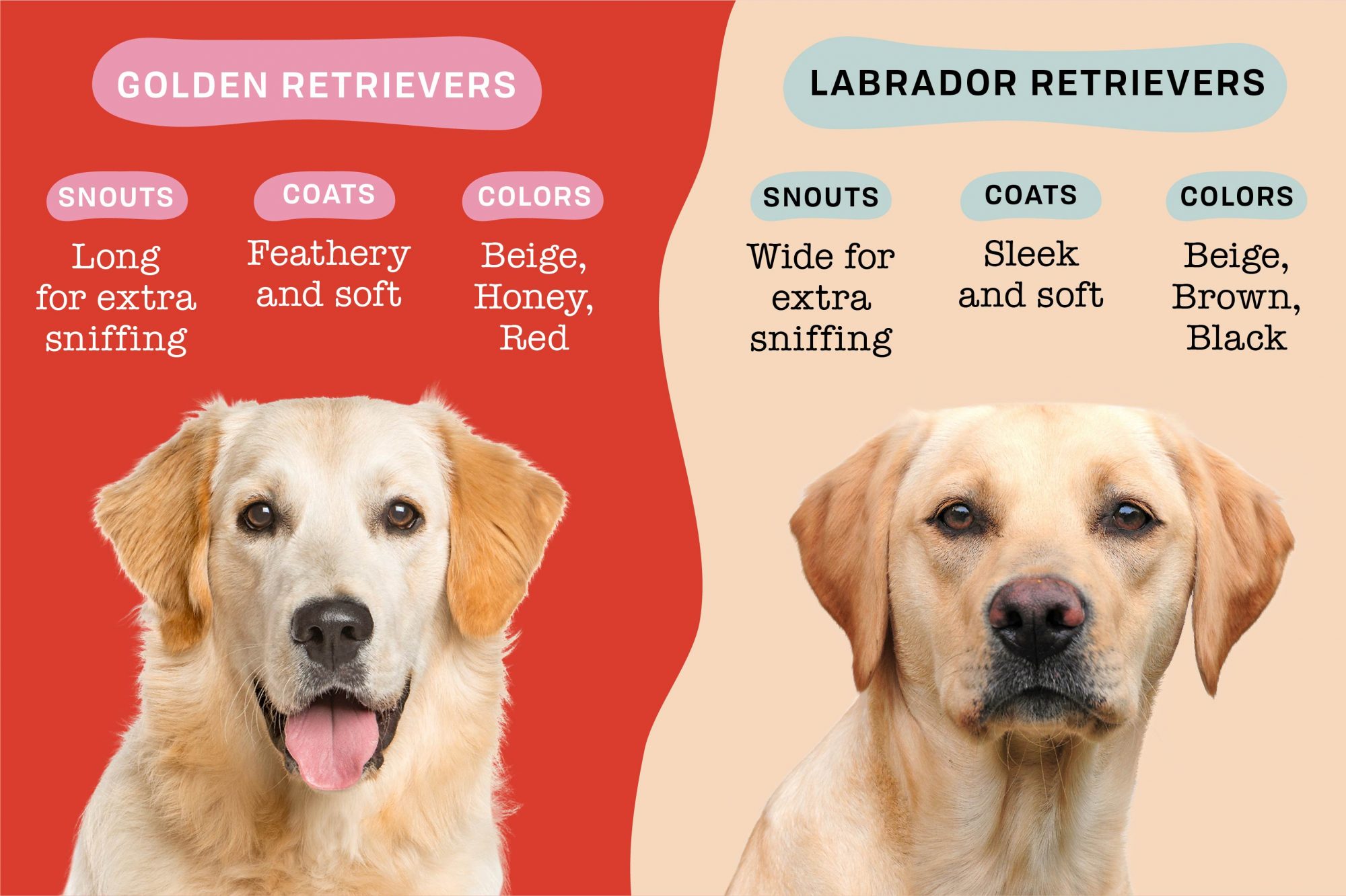 Detail Images Of Labrador Retrievers Nomer 6