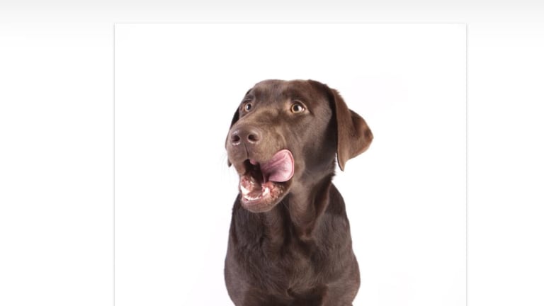 Detail Images Of Labrador Retrievers Nomer 49