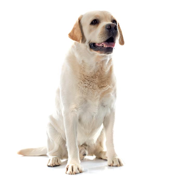 Detail Images Of Labrador Retrievers Nomer 51