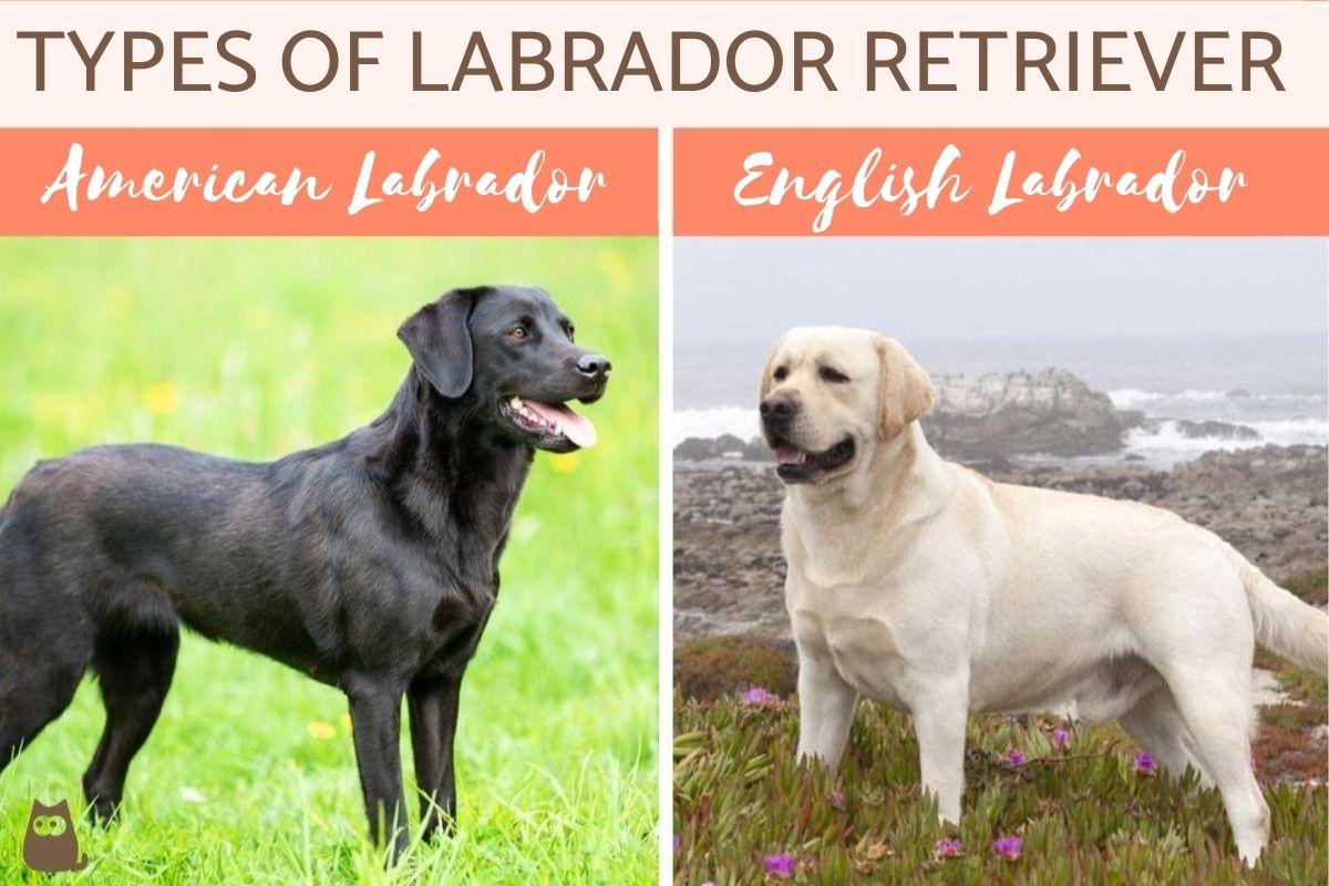 Detail Images Of Labradors Nomer 15
