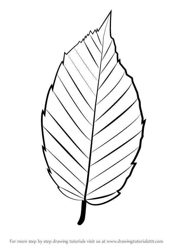 Detail Images Of Leaf Nomer 54