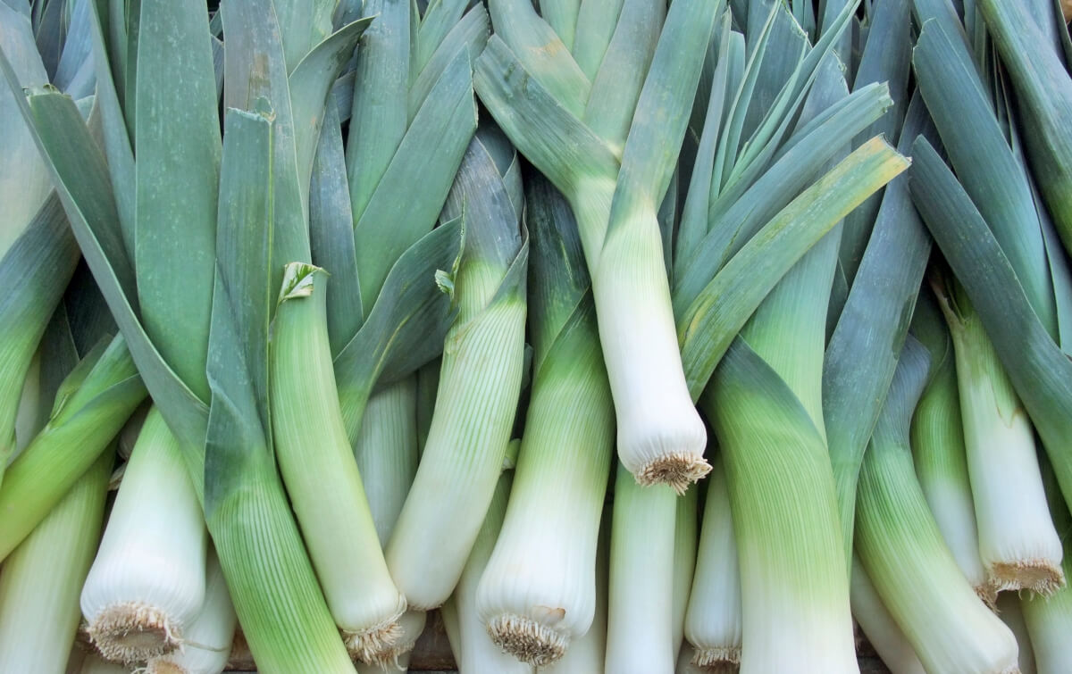 Detail Images Of Leeks Nomer 53