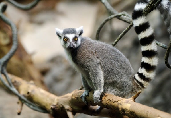 Detail Images Of Lemurs Nomer 11