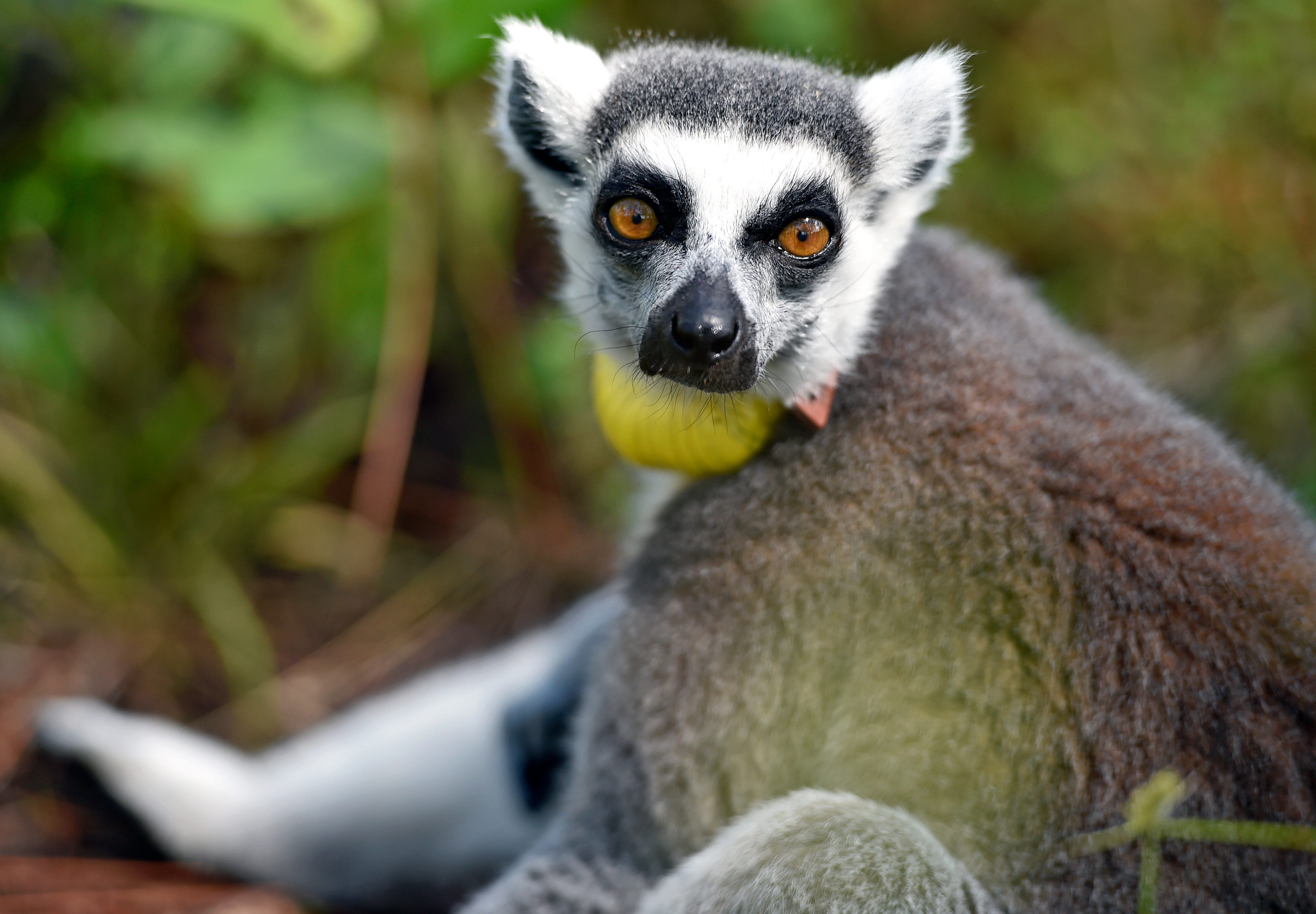 Detail Images Of Lemurs Nomer 14